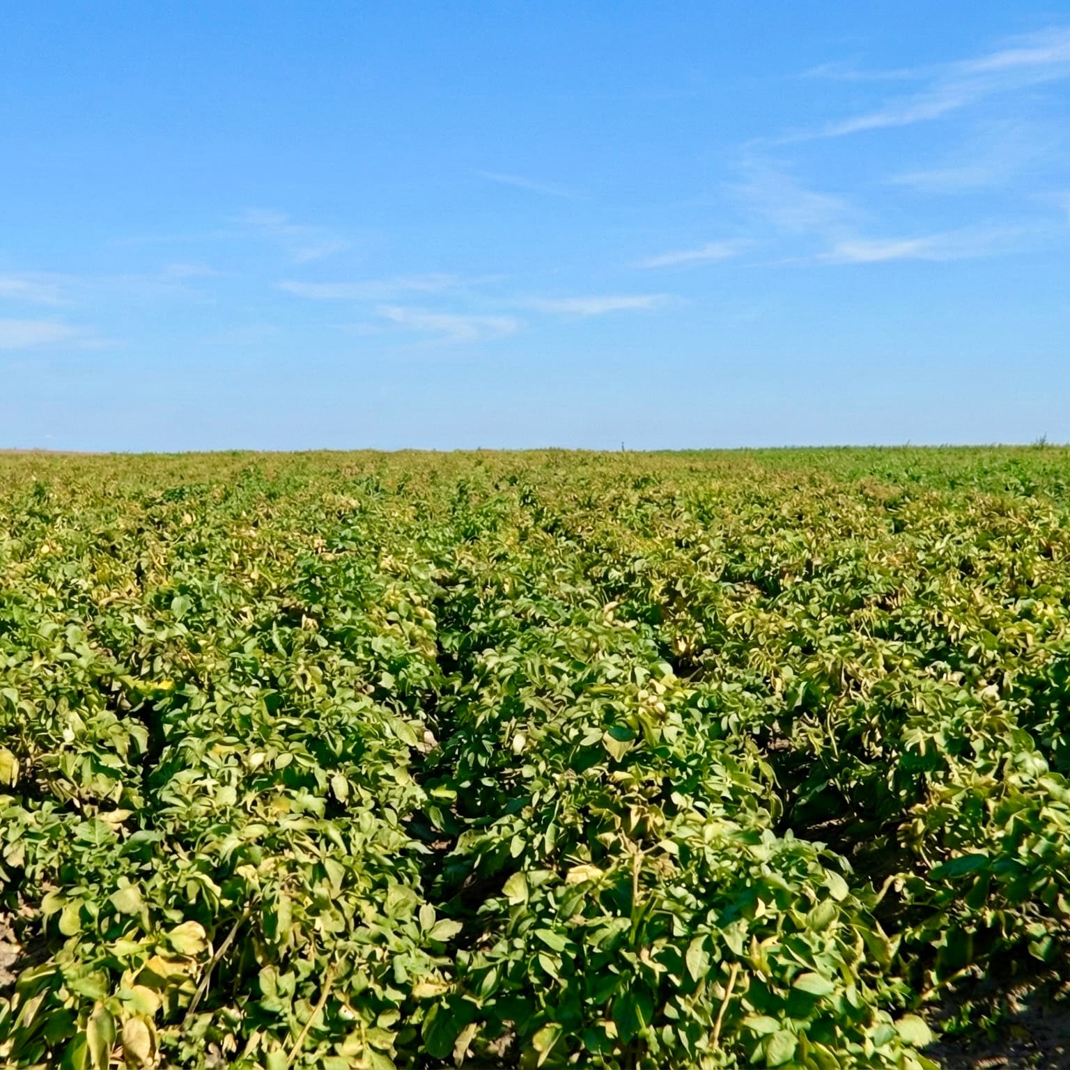 Irrigation control system dashboard